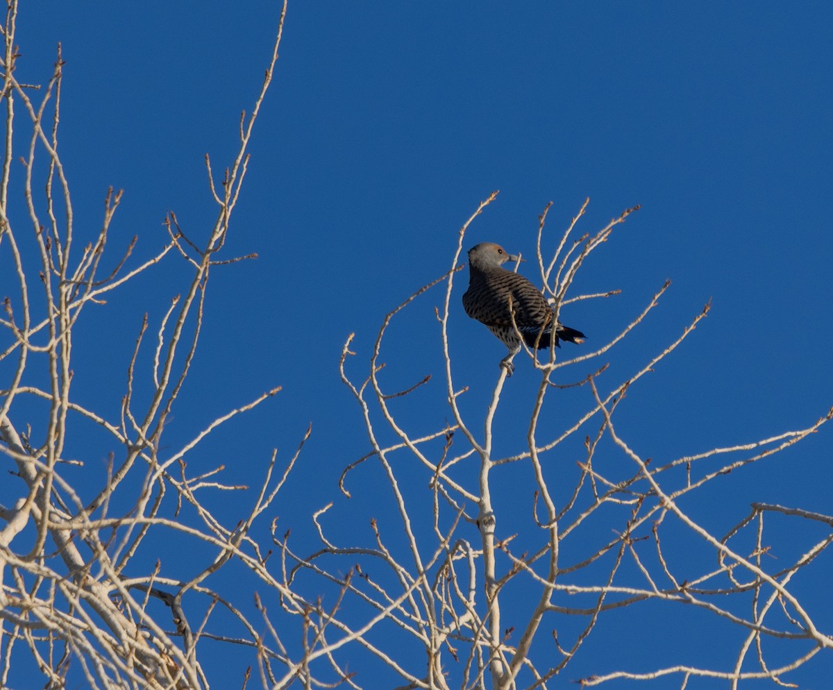 Northern Flicker - ML643052854