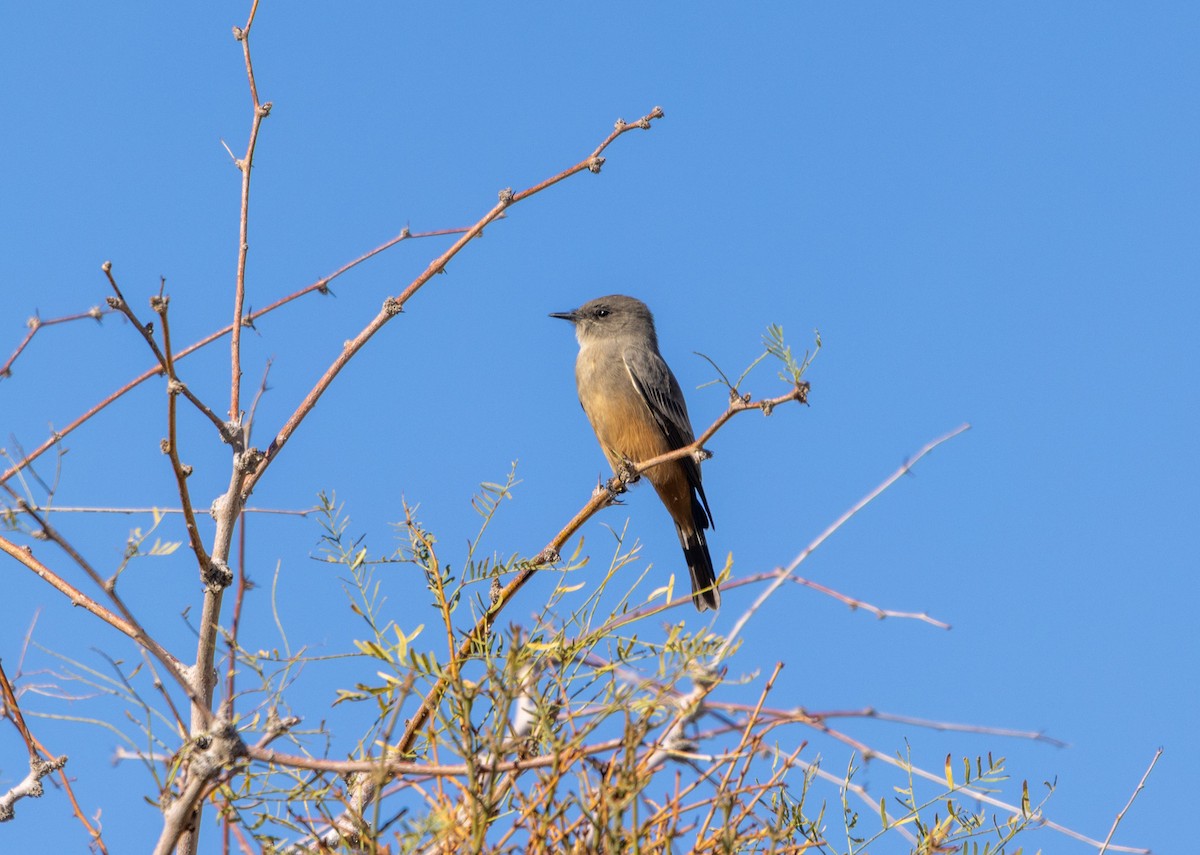 Say's Phoebe - ML643052871