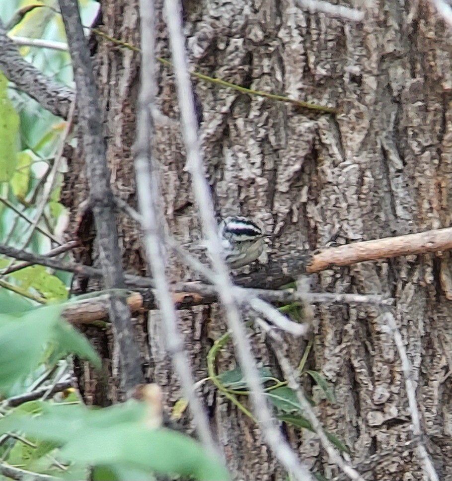 Black-and-white Warbler - ML643052881