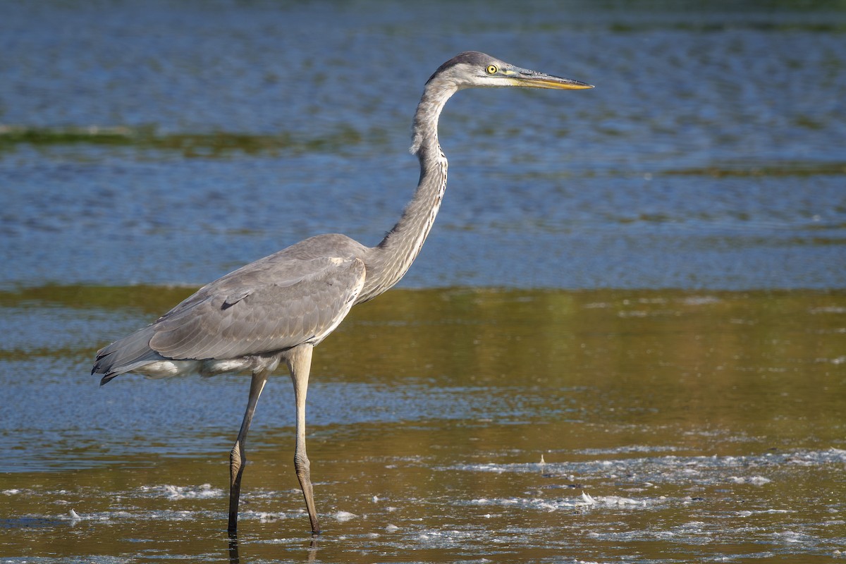 Great Blue Heron - ML643052886