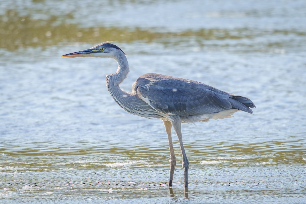 Great Blue Heron - ML643052887