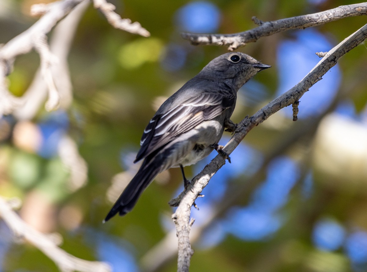 Townsend's Solitaire - ML643052889