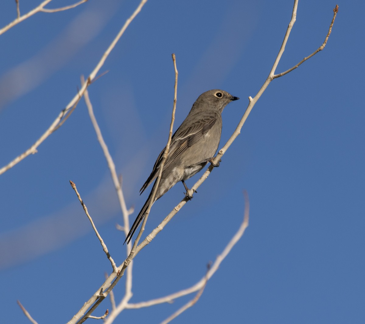 Townsend's Solitaire - ML643052890