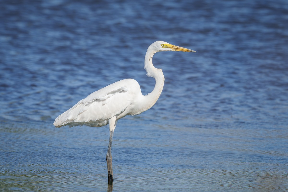 大白鷺 - ML643052894