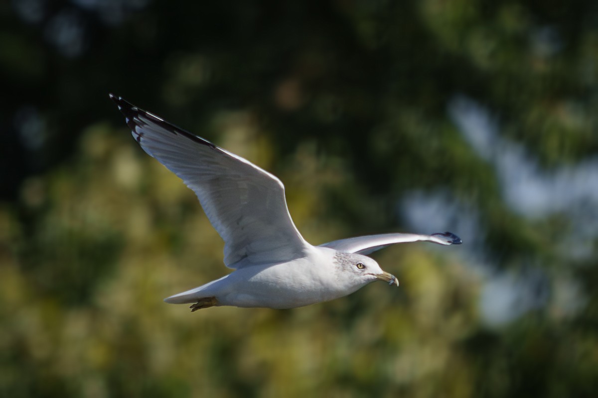 Ring-billed Gull - ML643052901
