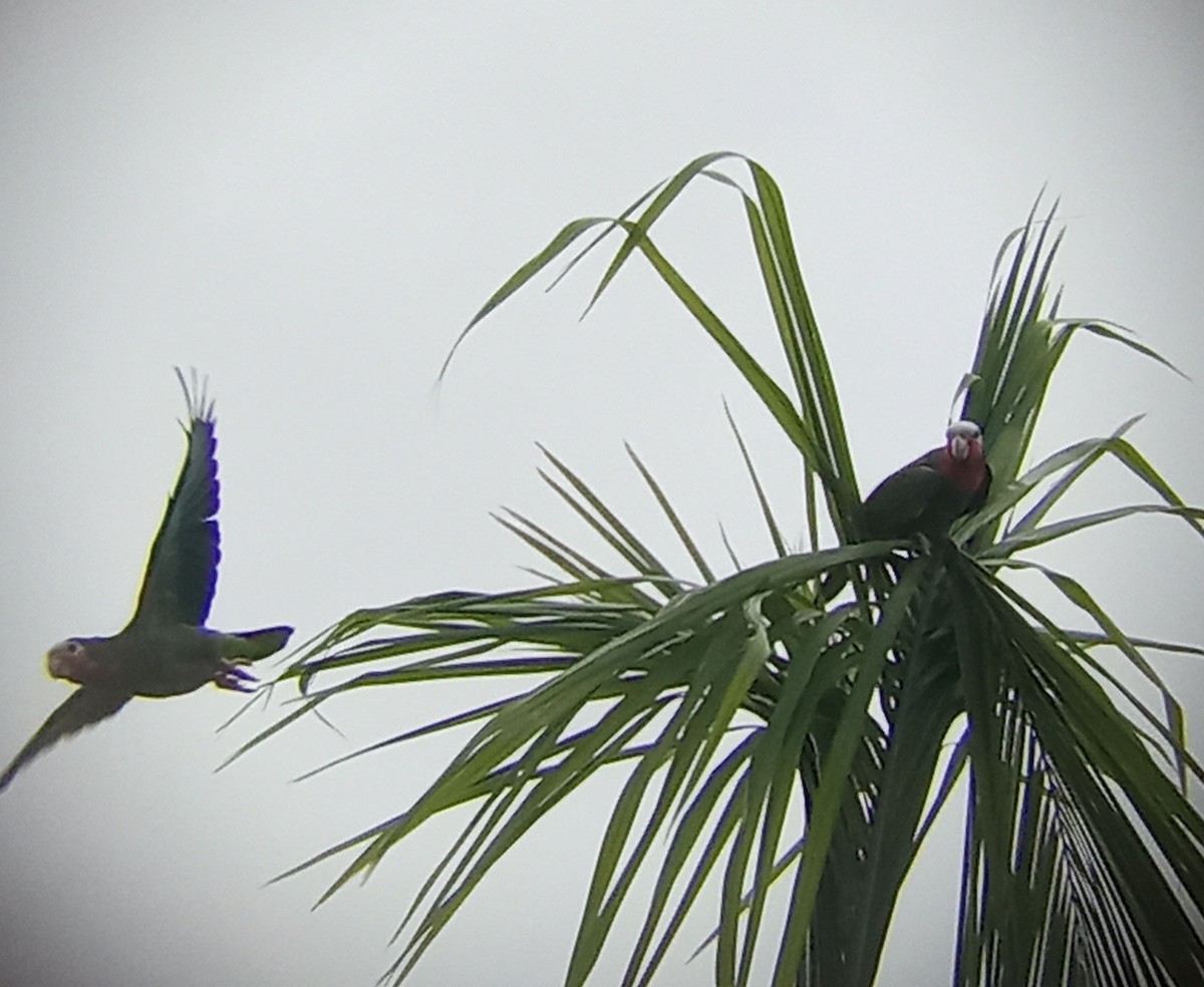 Cuban Amazon - ML643052902