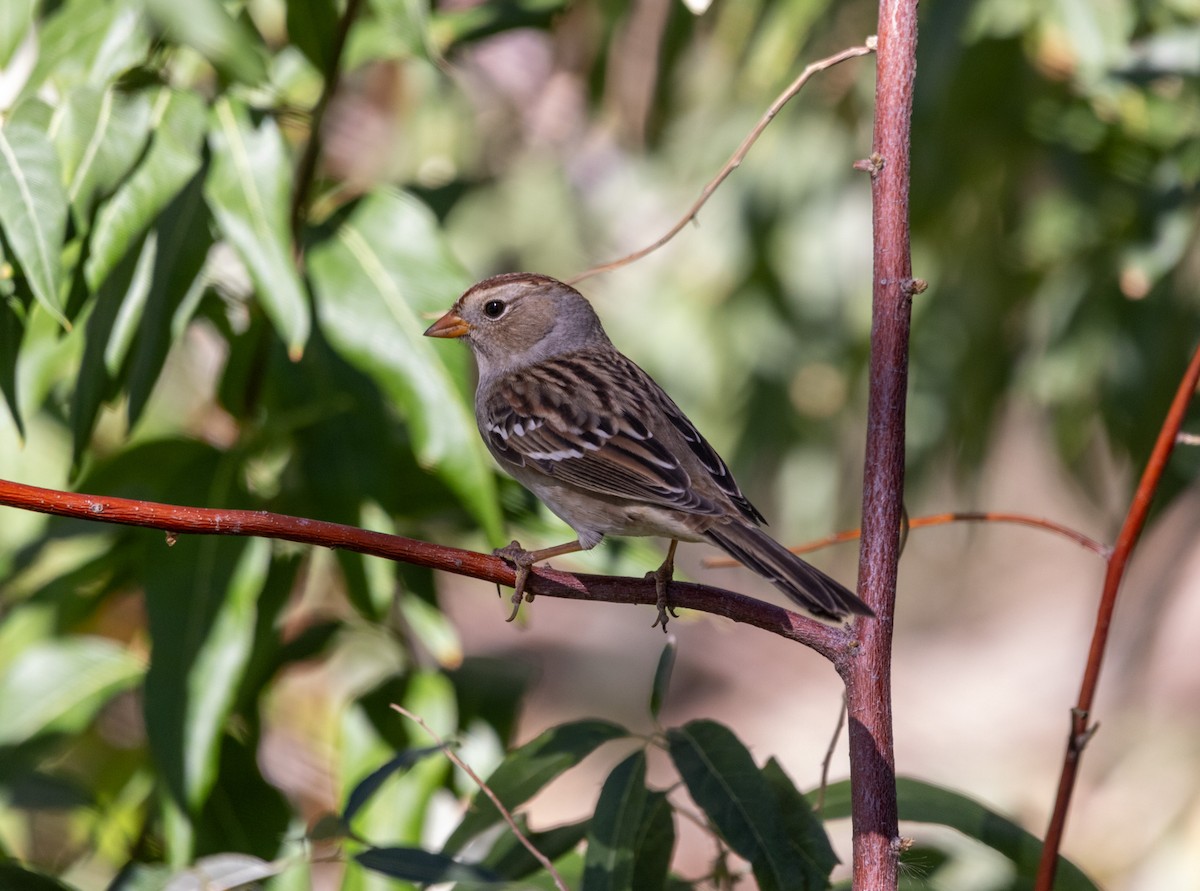 White-crowned Sparrow - ML643052903