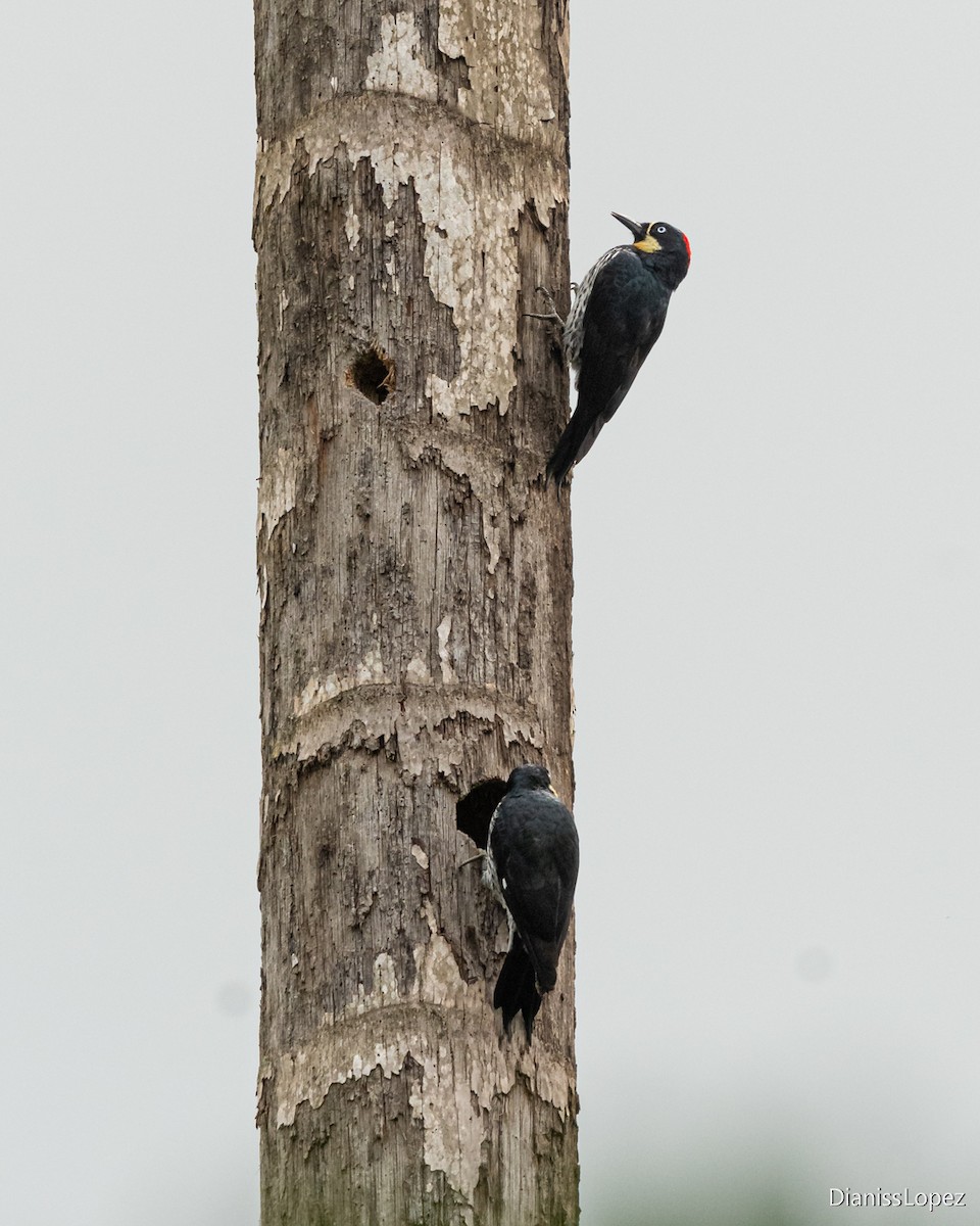 Acorn Woodpecker - ML643052905