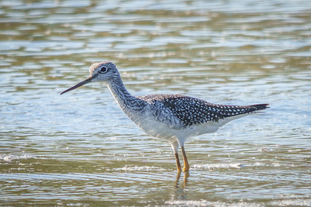 Greater Yellowlegs - ML643052907