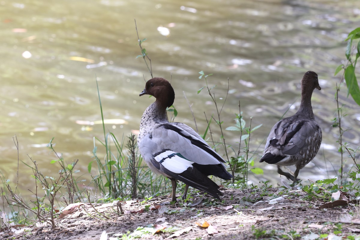 Maned Duck - ML643052910
