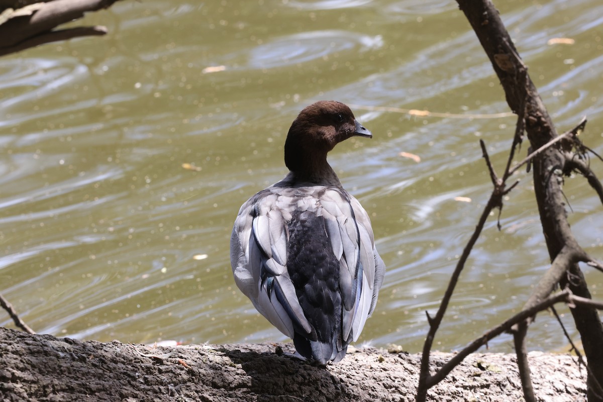 Maned Duck - ML643052911