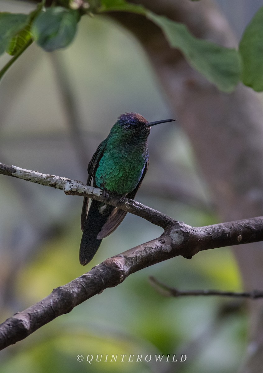 Violet-capped Woodnymph - ML643052915