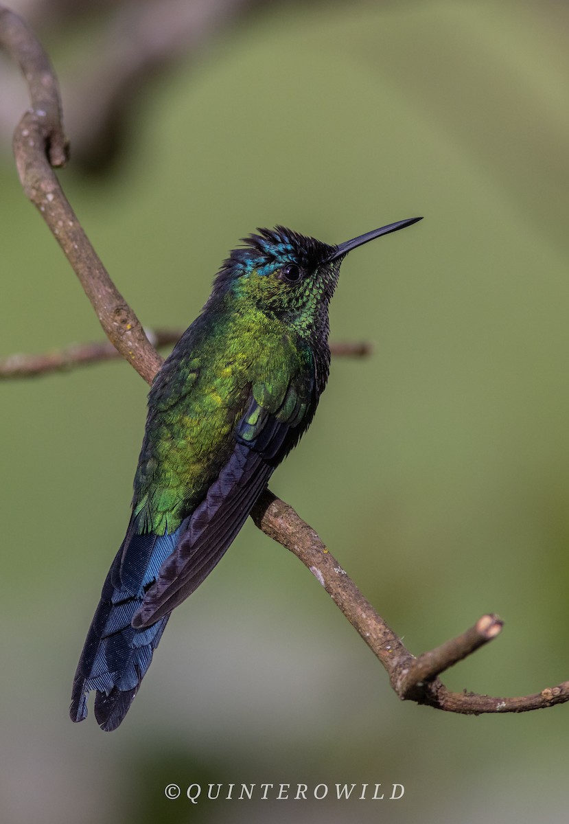 Violet-capped Woodnymph - ML643052916