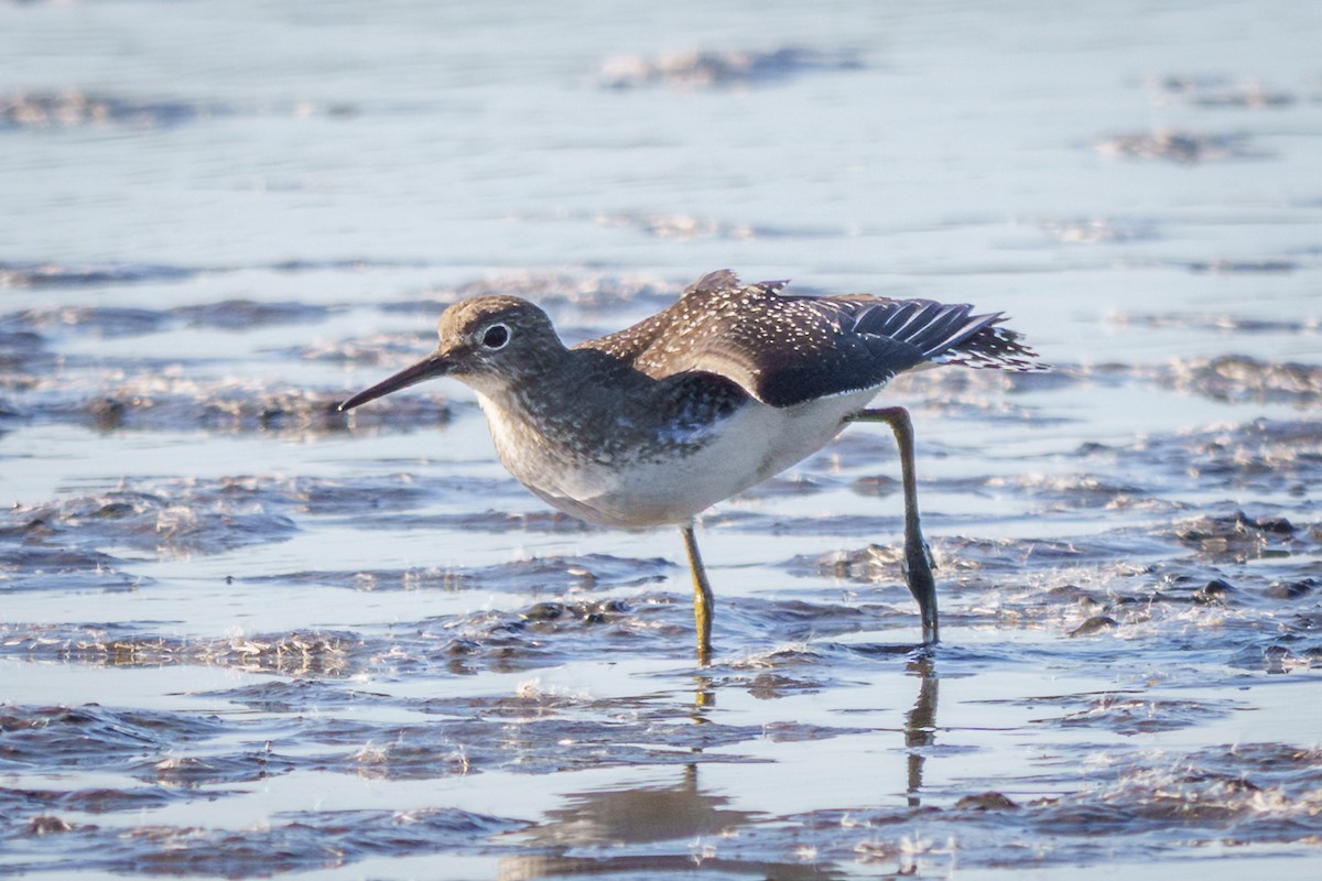 Solitary Sandpiper - ML643052919