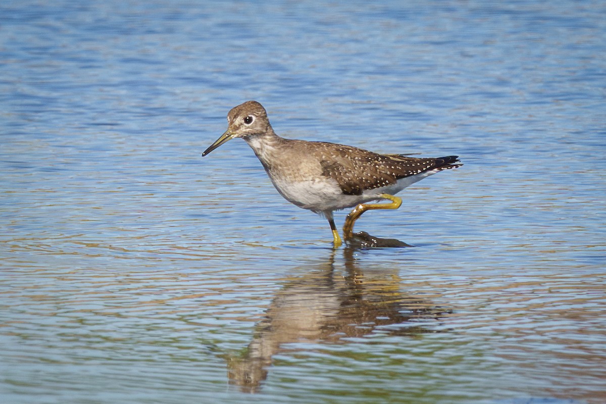 Solitary Sandpiper - ML643052920