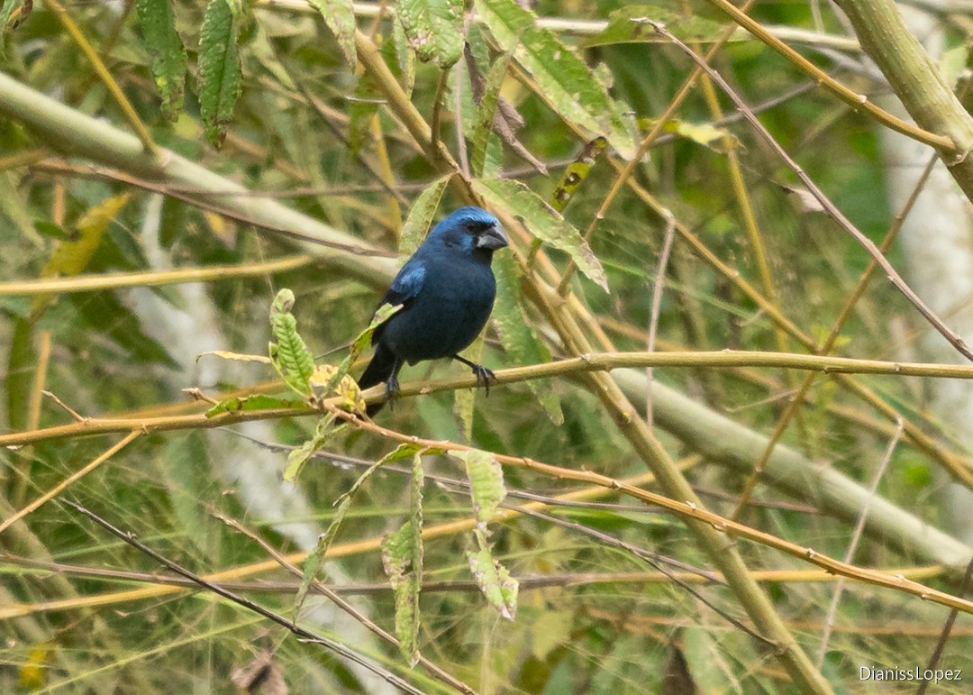 Ultramarine Grosbeak - ML643052924