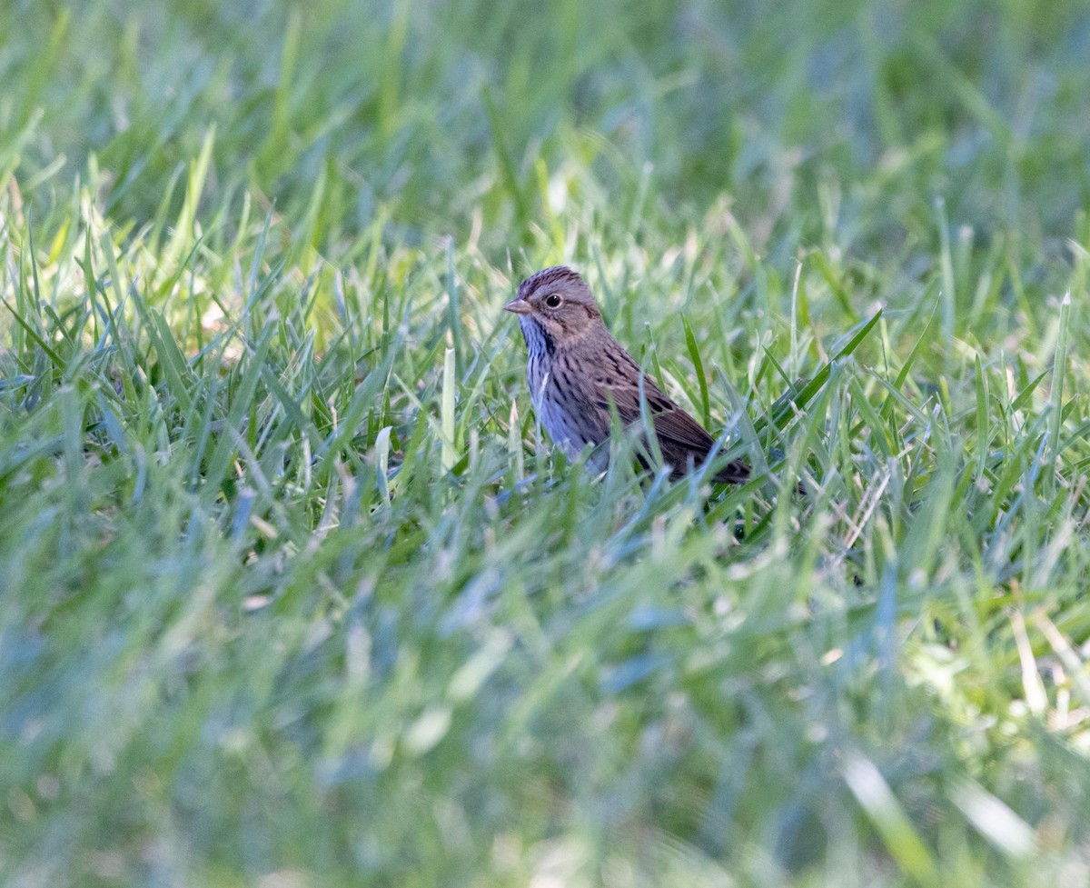 Lincoln's Sparrow - ML643052926