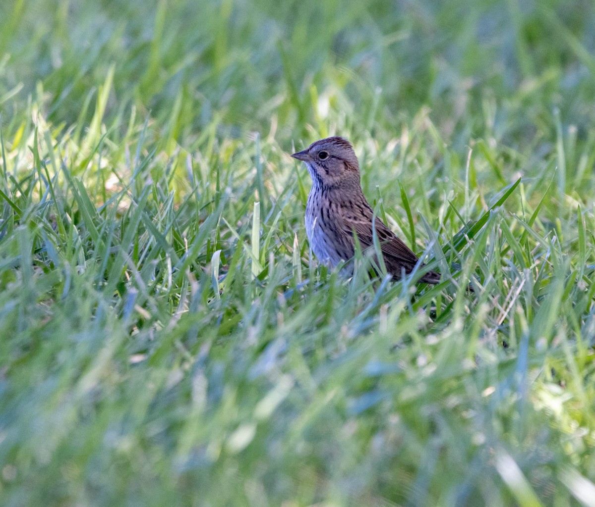 Lincoln's Sparrow - ML643052927