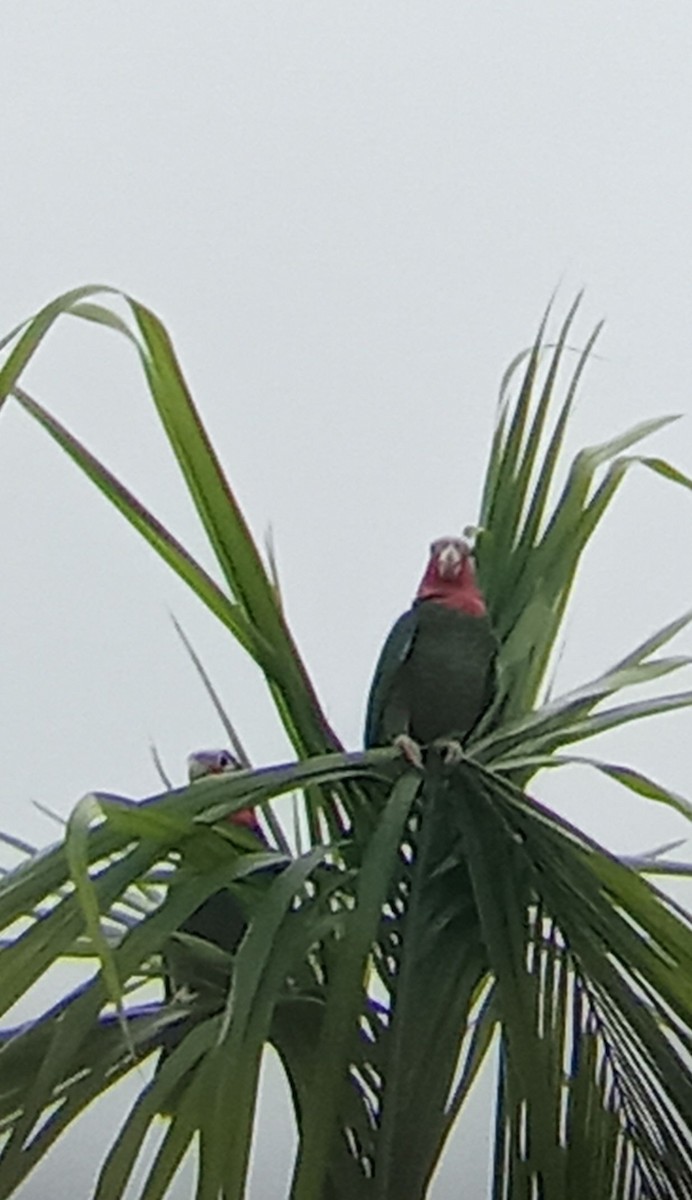 Cuban Amazon - ML643052933