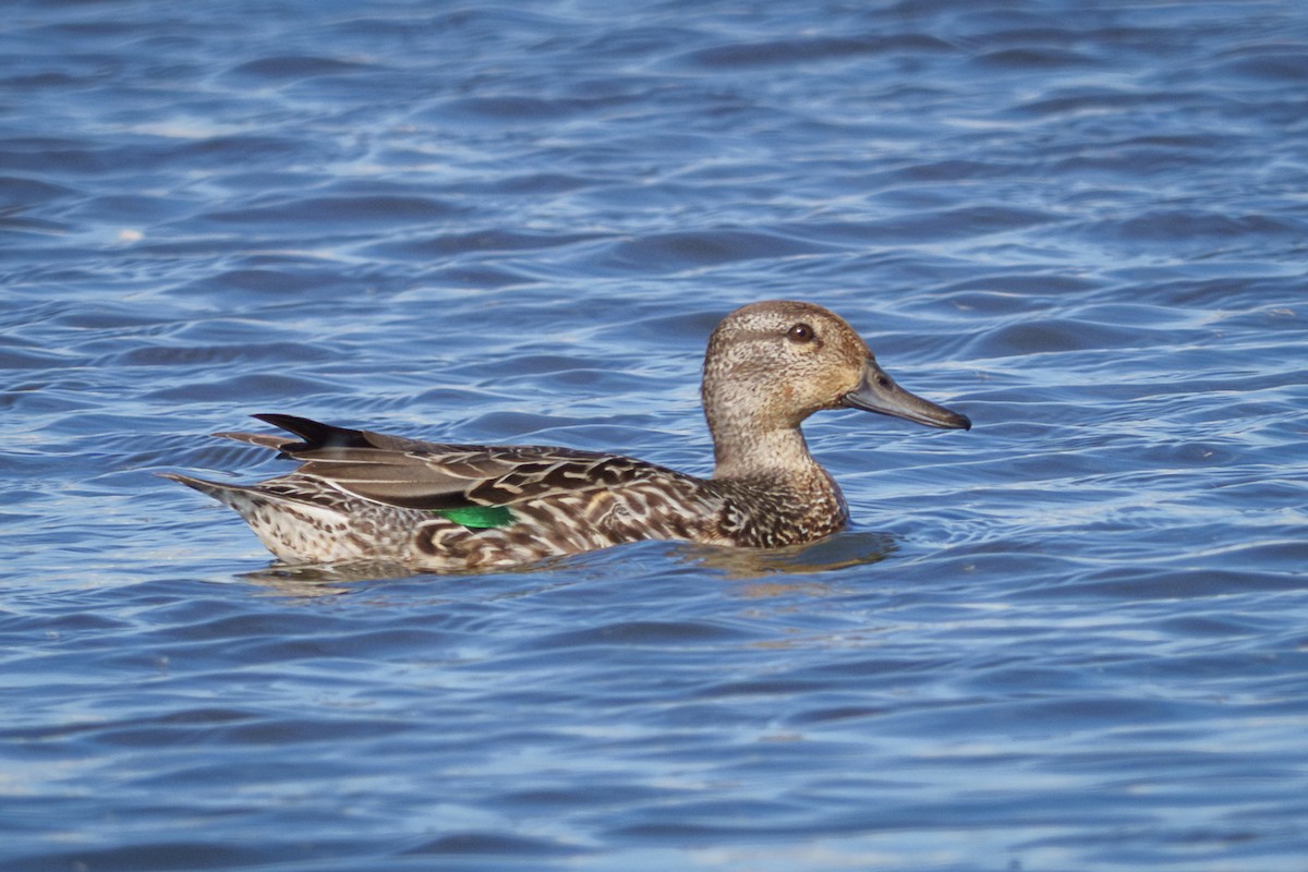 小水鴨 - ML643052940