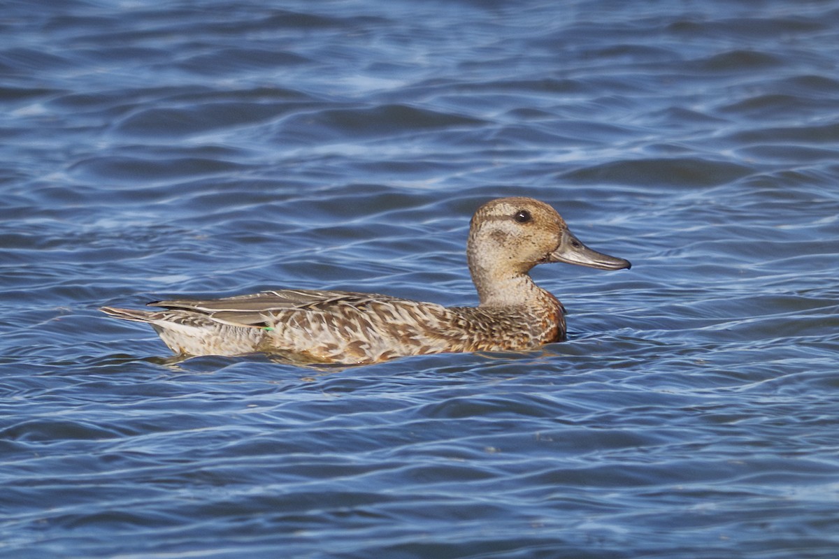 小水鴨 - ML643052941