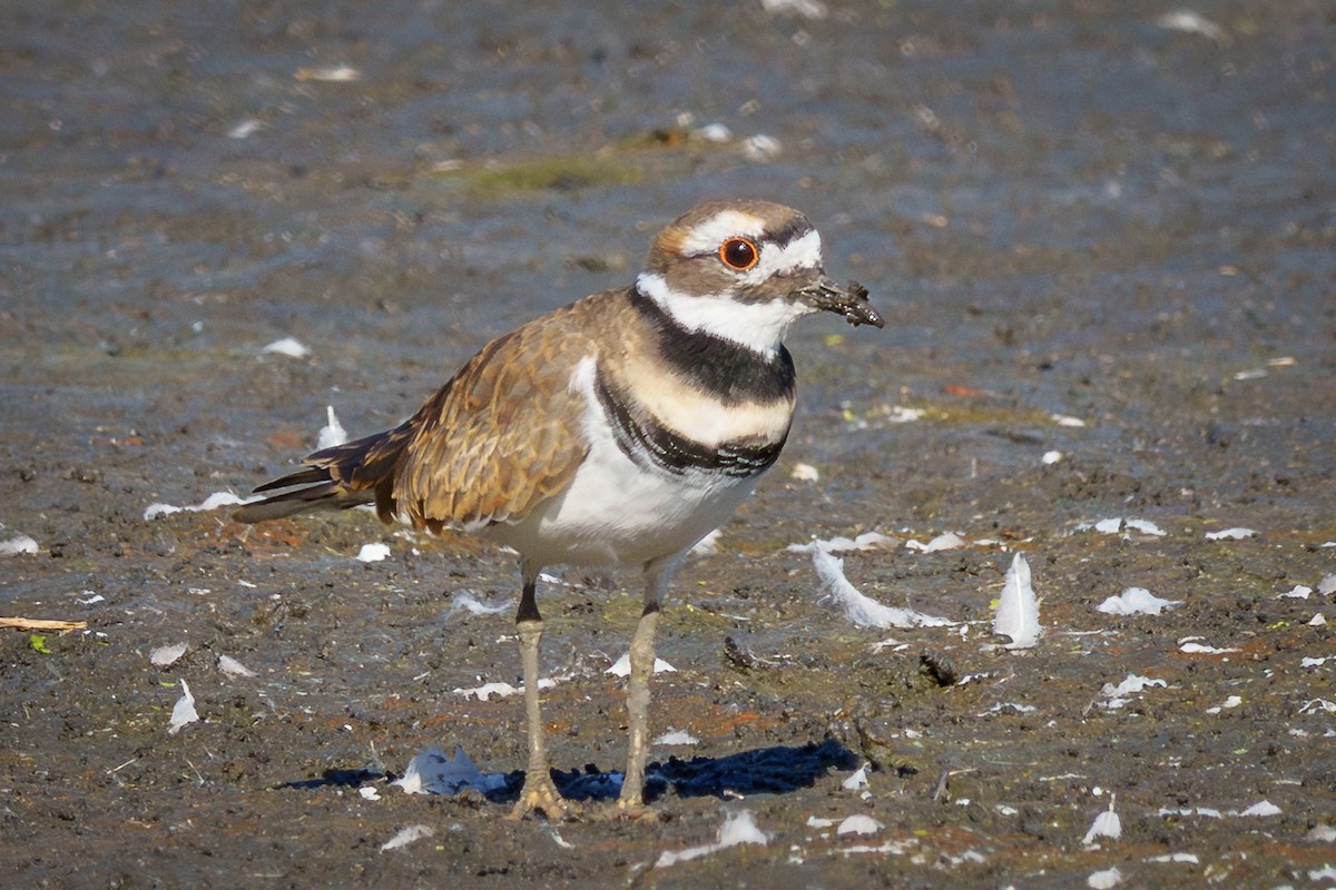 Killdeer - ML643052947