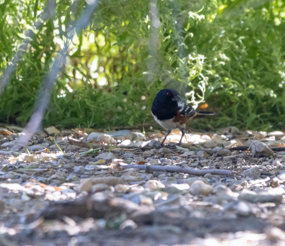 Spotted Towhee - ML643052952