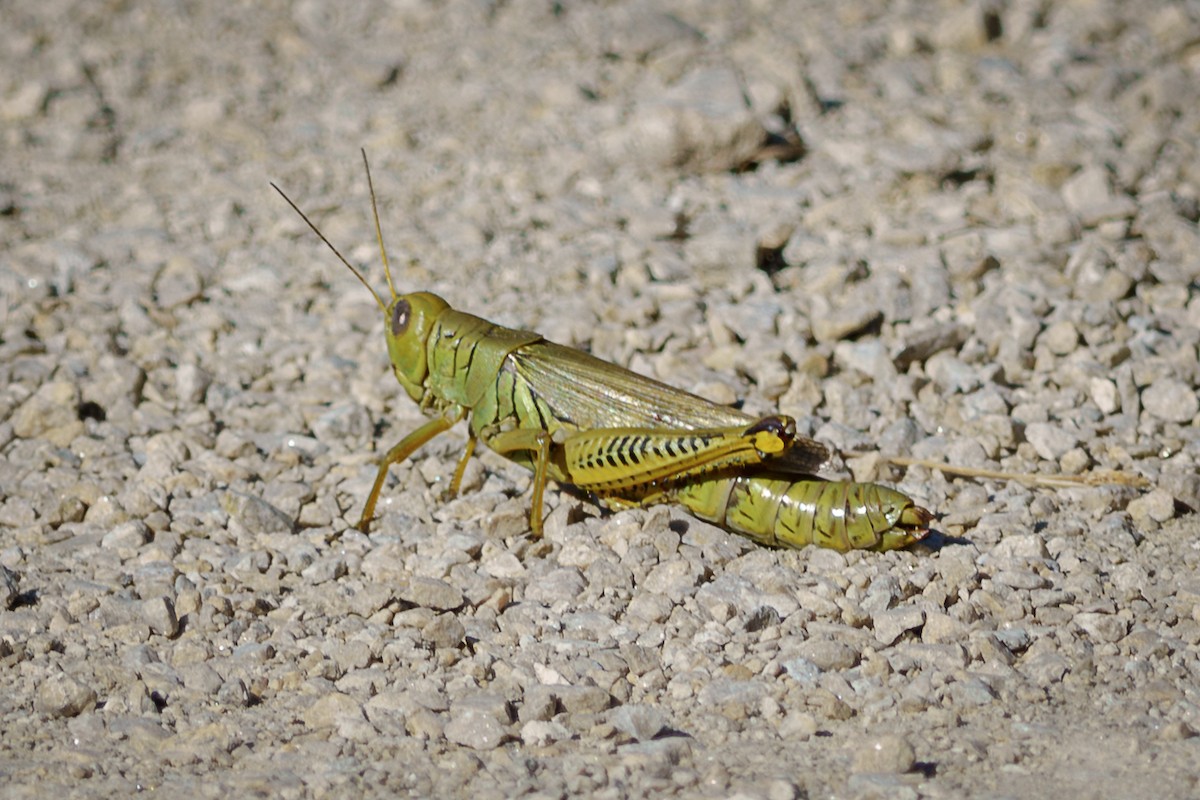 Differential Grasshopper - ML643052954