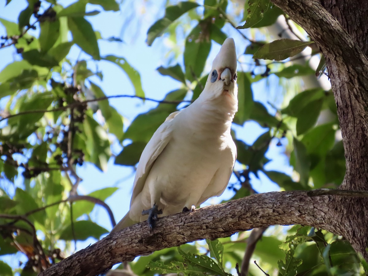 Little Corella - ML643052956