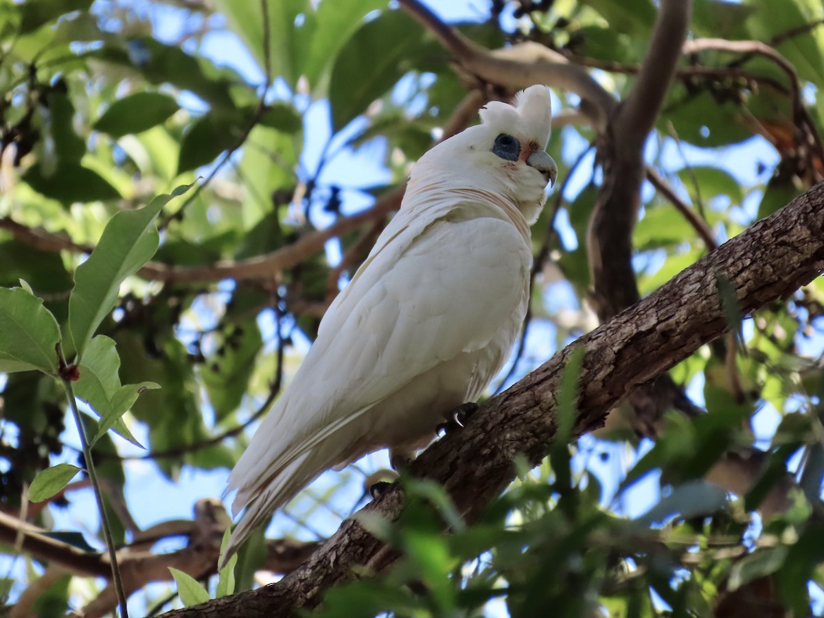 Little Corella - ML643052957