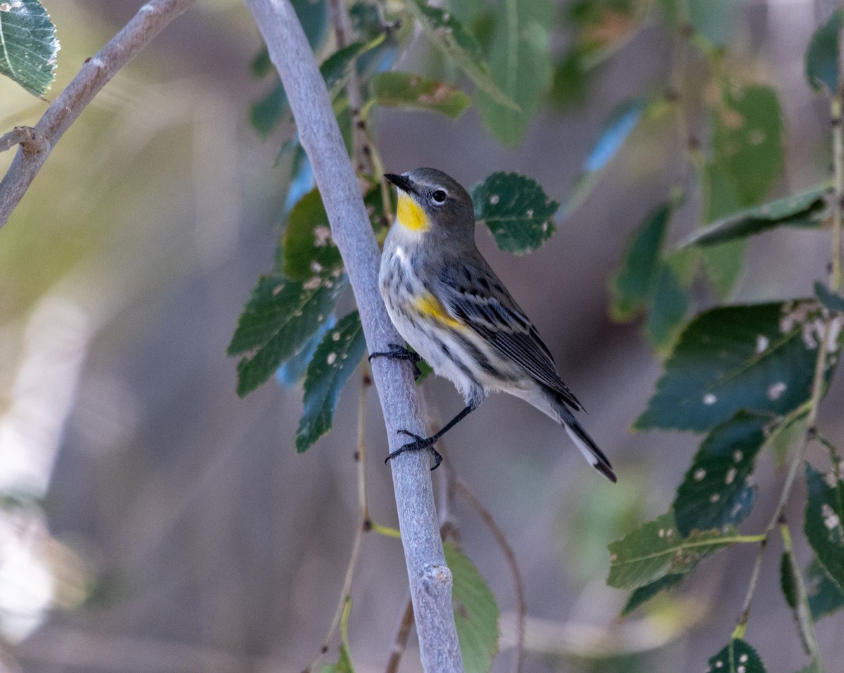Yellow-rumped Warbler - ML643052959