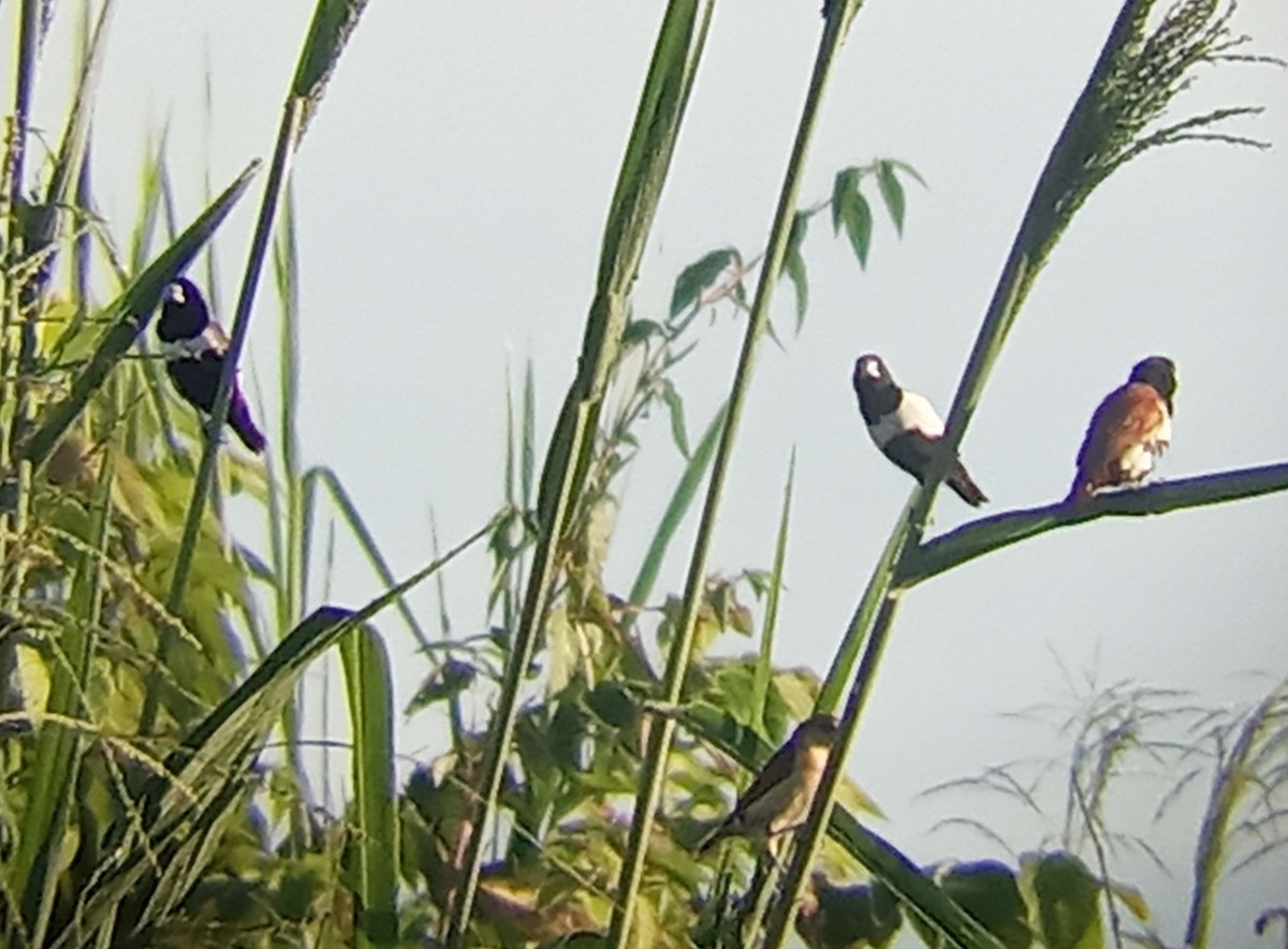 Tricolored Munia - ML643052962