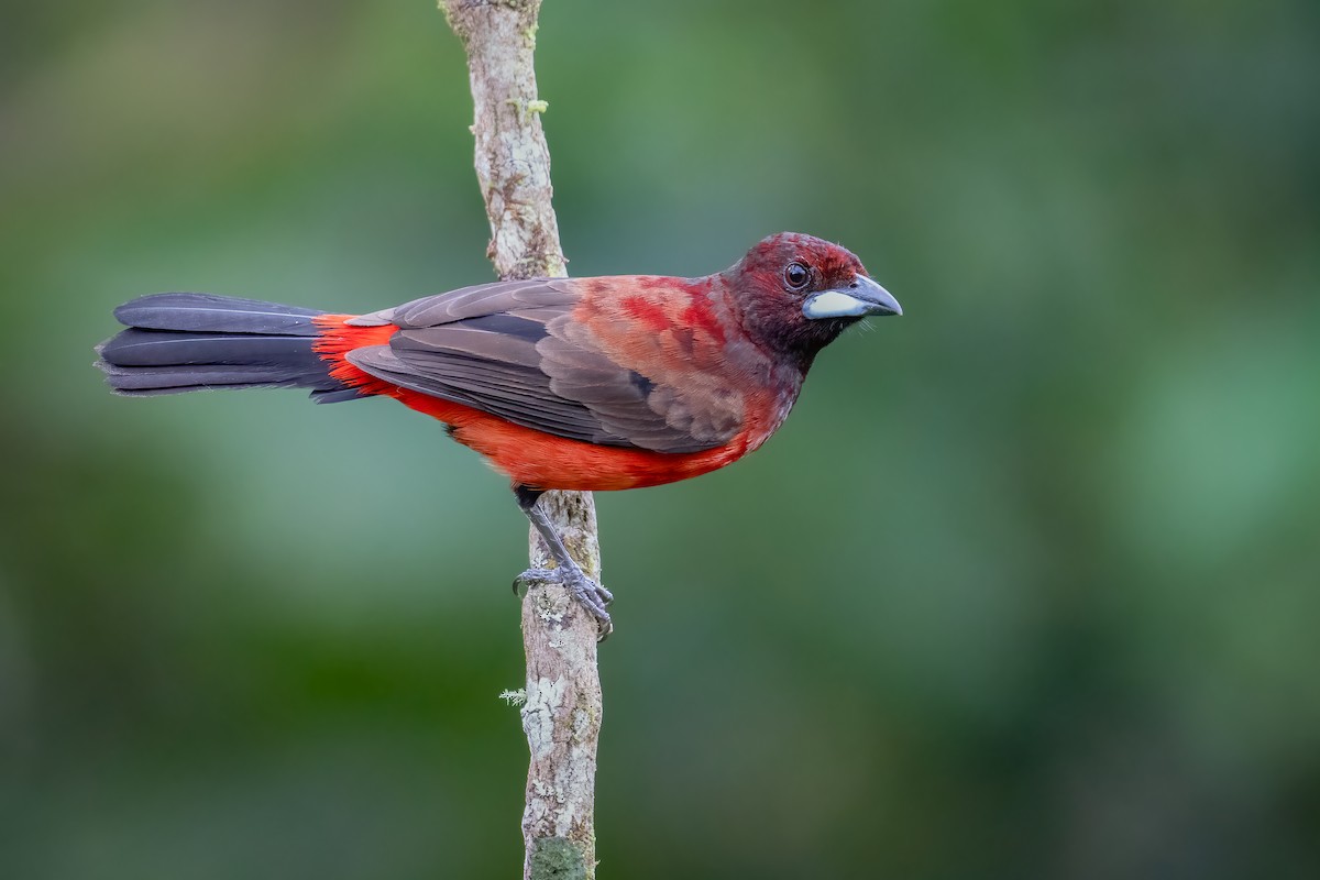 Crimson-backed Tanager - ML643052963