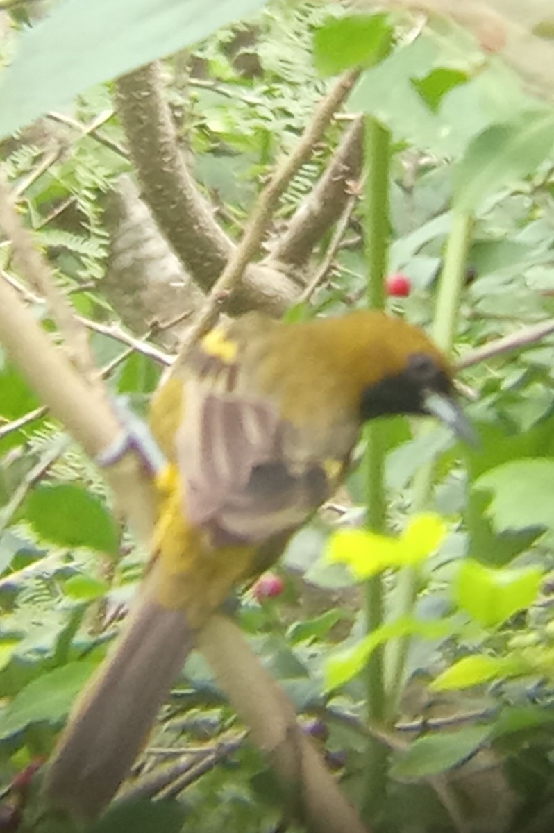 Turpial Cubano - ML643052996