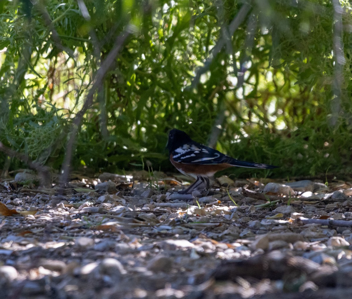 Spotted Towhee - ML643053010