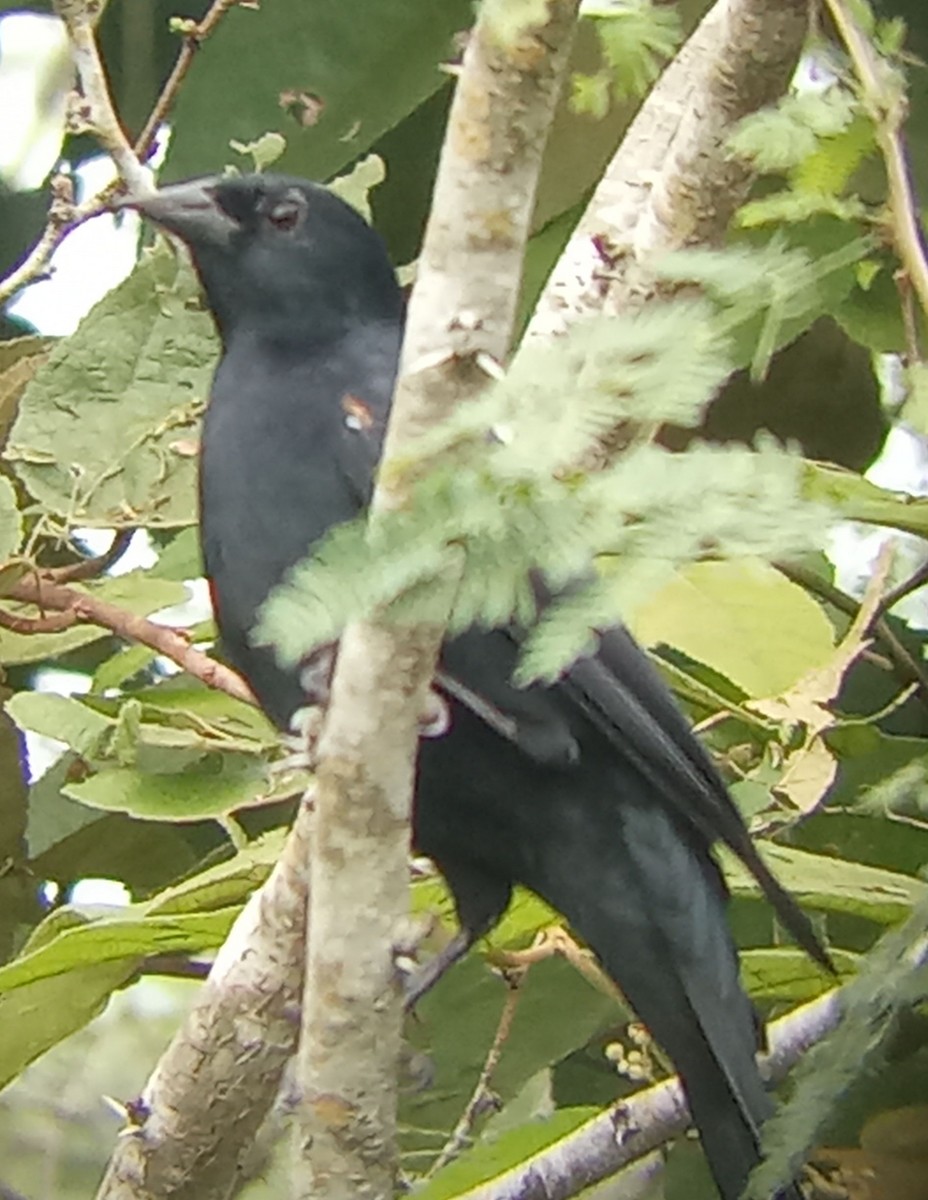 Petit Carouge - ML643053019