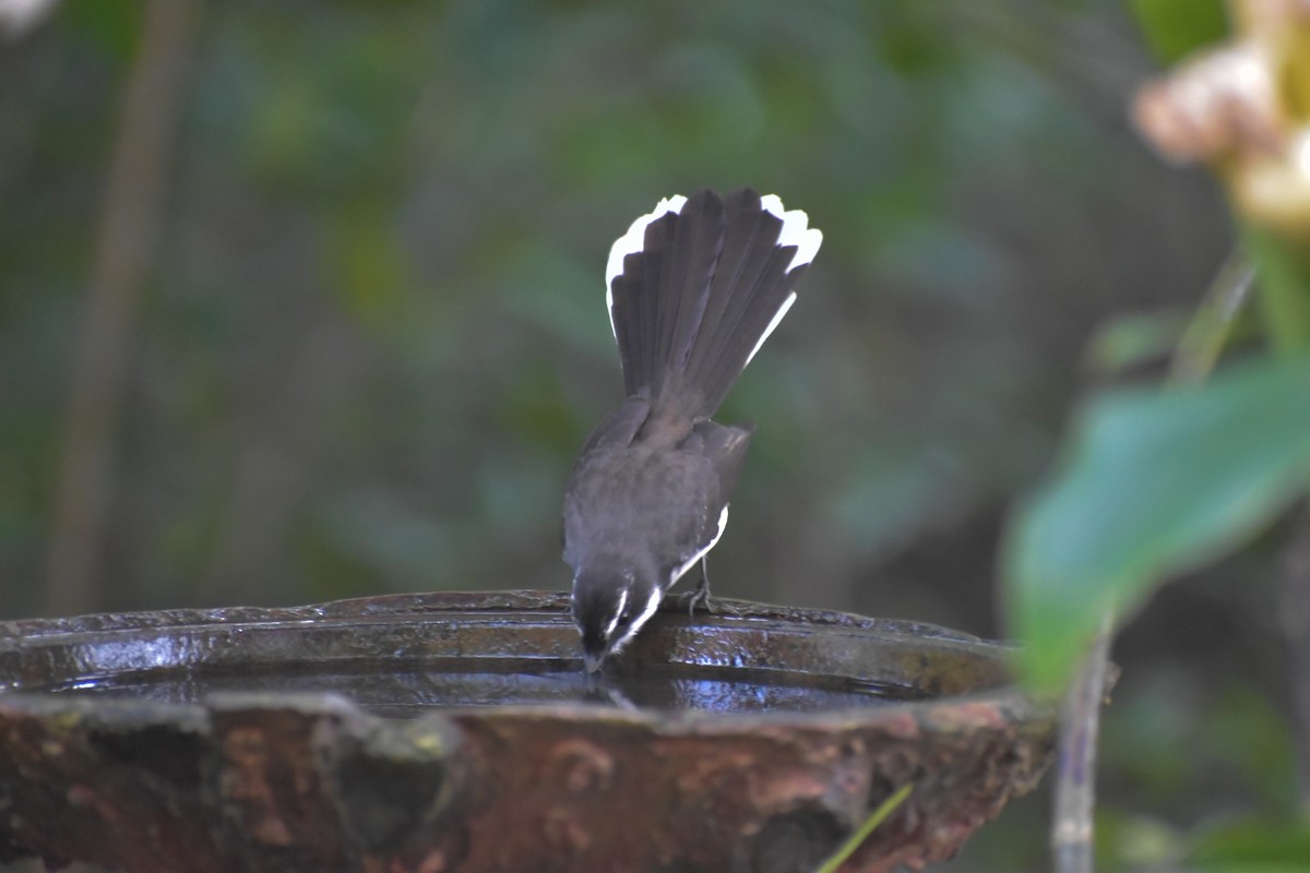 Philippine Pied-Fantail - ML643053034