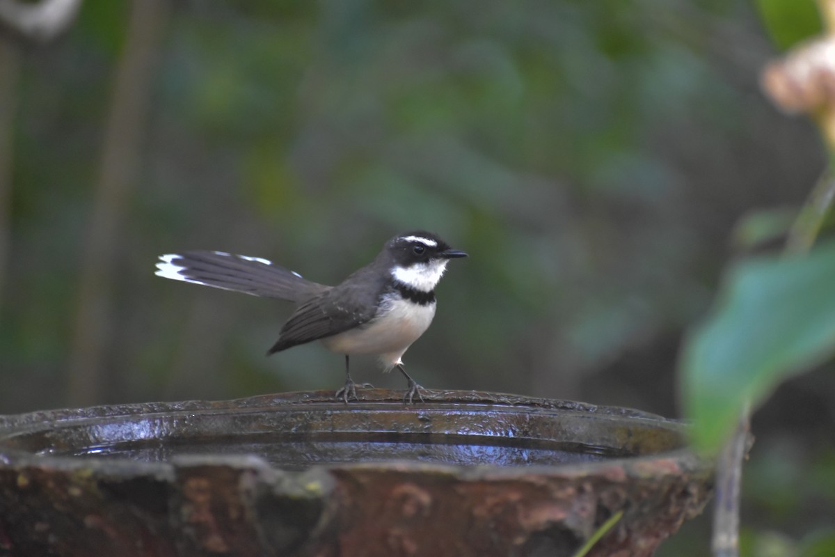 Philippine Pied-Fantail - ML643053035