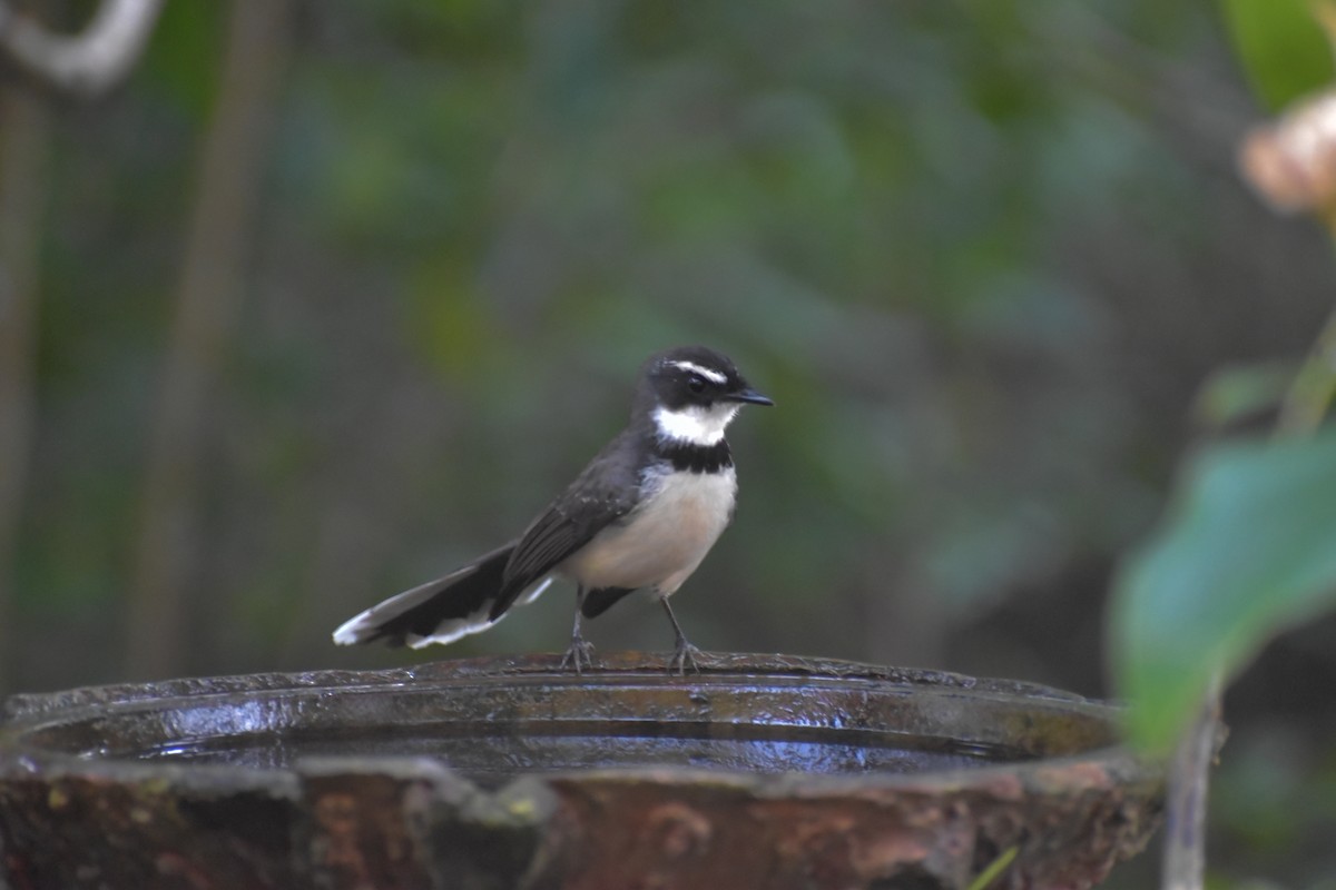 Philippine Pied-Fantail - ML643053036