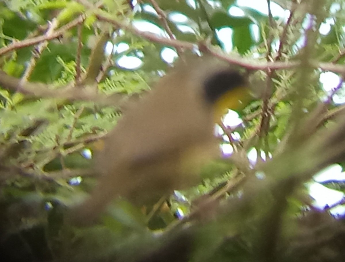 Common Yellowthroat - ML643053037
