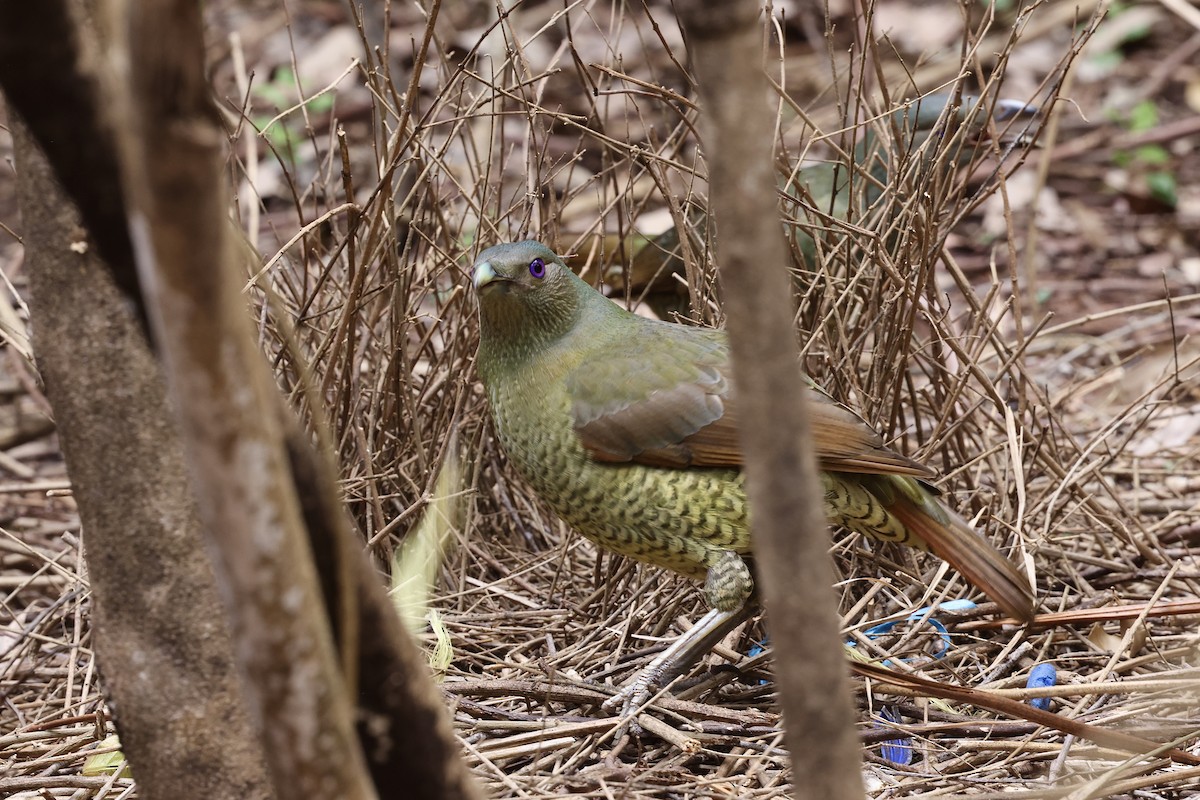Satin Bowerbird - ML643053041