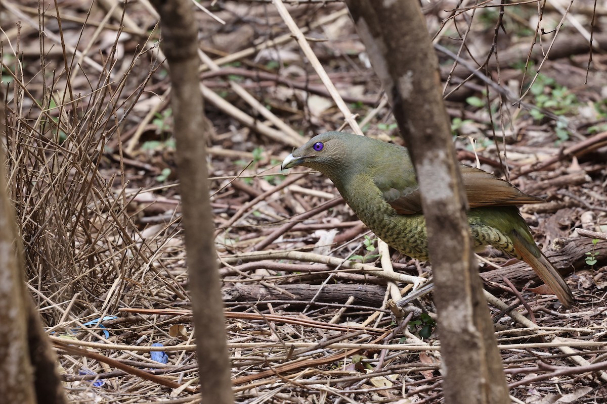 Satin Bowerbird - ML643053042