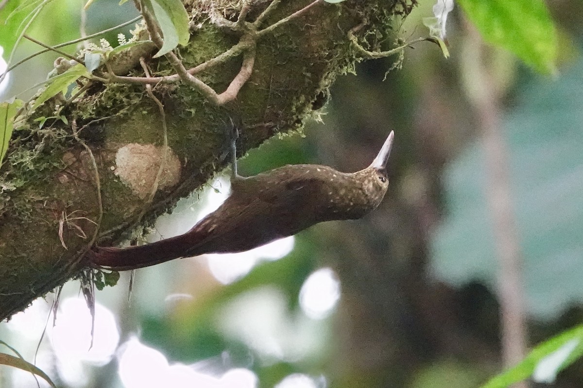 Spotted Woodcreeper - ML643053074