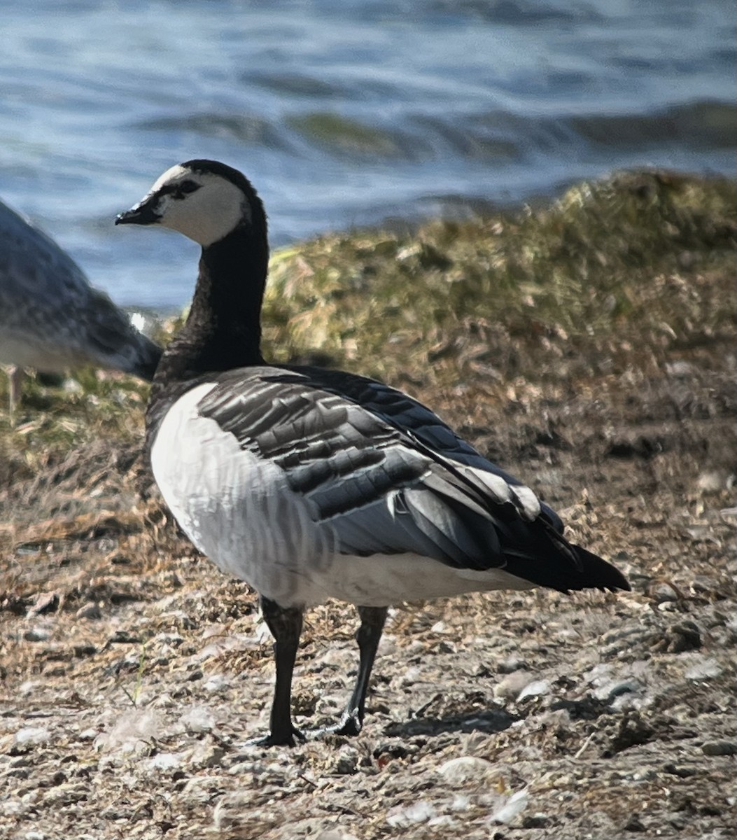 Barnacle Goose - ML643053092