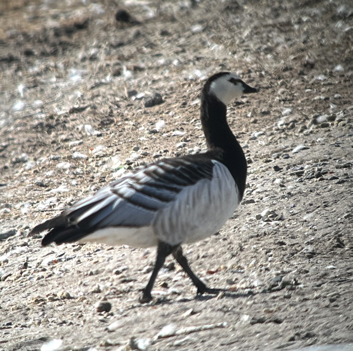 Barnacle Goose - ML643053093