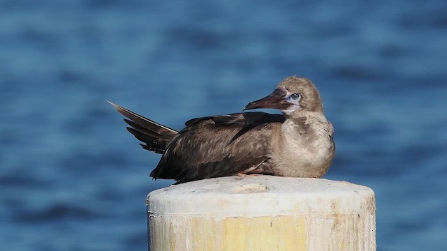 Red-footed Booby - ML643053105