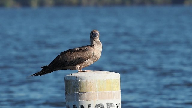 Red-footed Booby - ML643053108