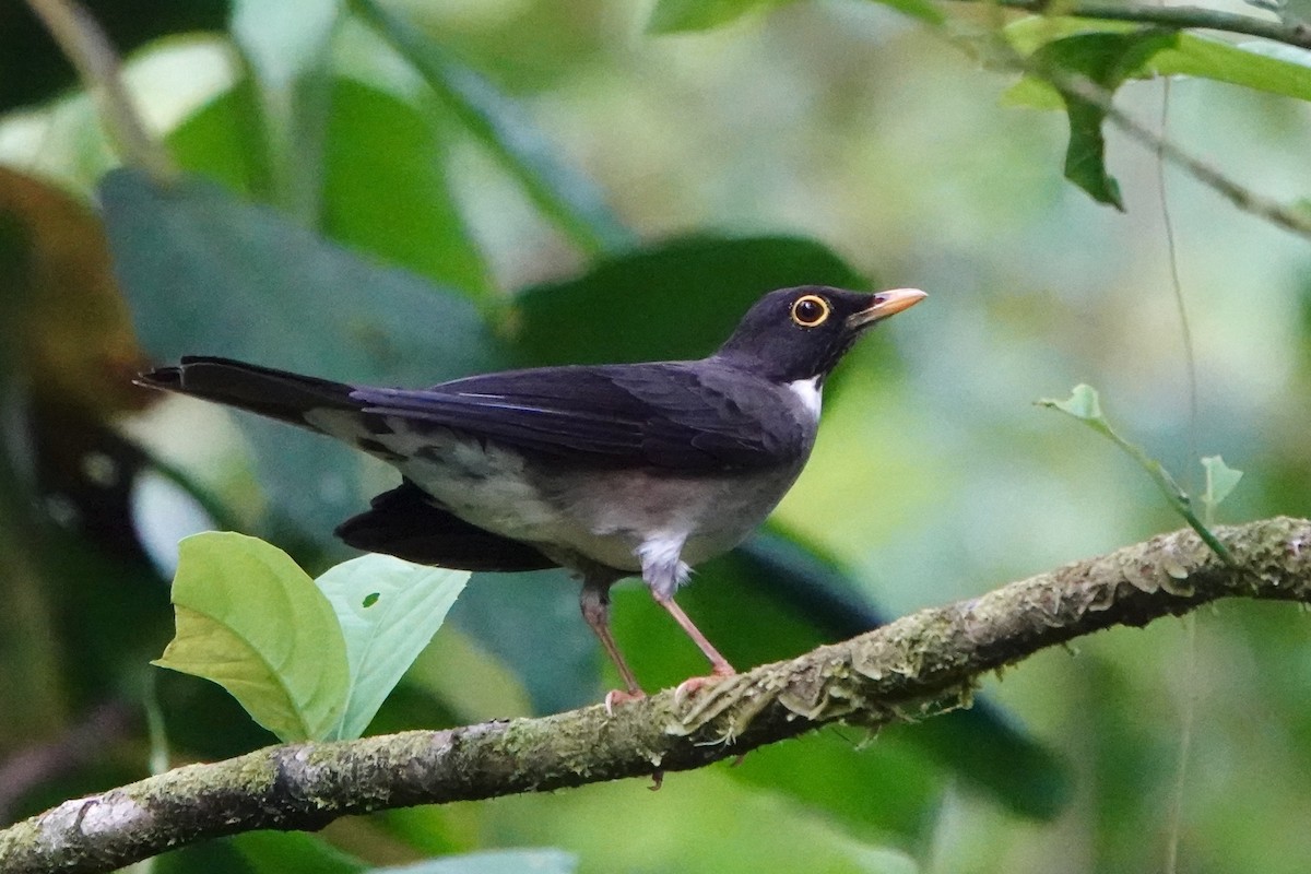 White-throated Thrush - ML643053125