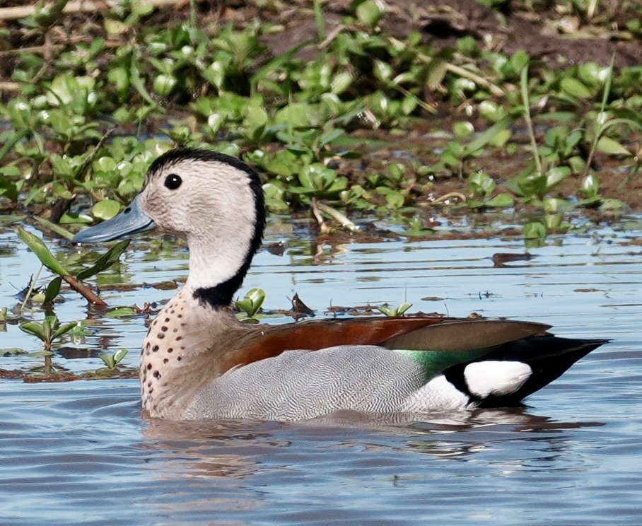 Ringed Teal - ML643053130