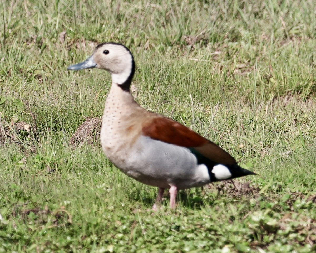 Ringed Teal - ML643053132